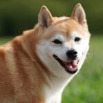 柴犬って国の天然記念物って知ってますか？