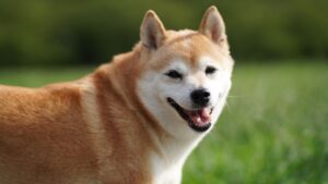 柴犬って国の天然記念物って知ってますか？