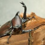 スイスで日本のカブトムシが大量発生。哀川翔か香川照之が現地で飼育？