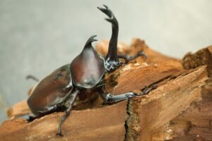 スイスで日本のカブトムシが大量発生。哀川翔か香川照之が現地で飼育？