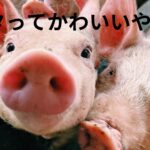 ブタ呼ばわりされた区議の名前が読めないんですけど。。。桑水流弓紀子（くわずる　ゆきこ）