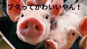 ブタ呼ばわりされた区議の名前が読めないんですけど。。。桑水流弓紀子（くわずる　ゆきこ）