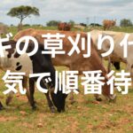 【大人気！】ヤギの草刈り代行が順番待ち。１か月1,000円。餌代不要。