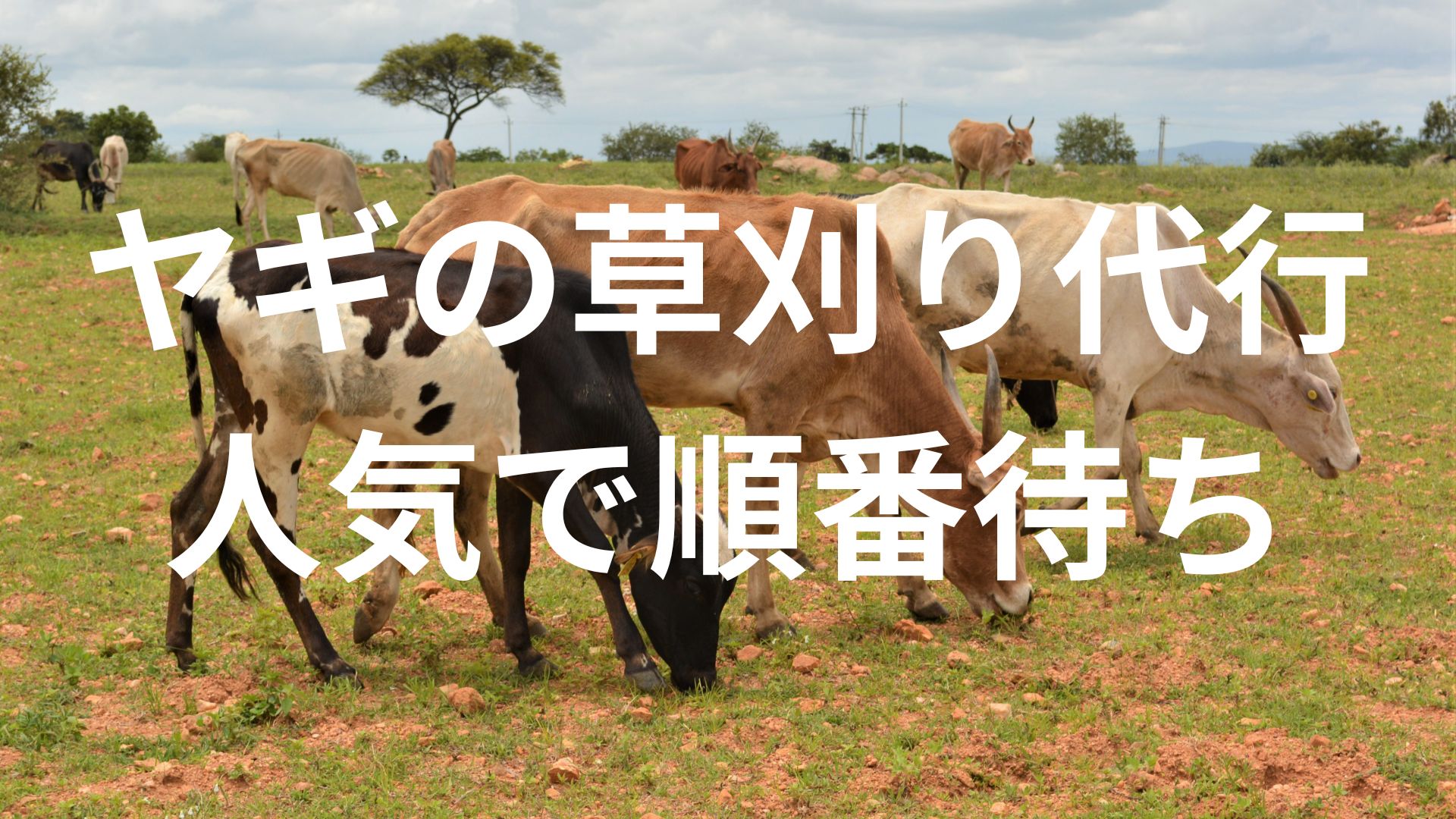 【大人気！】ヤギの草刈り代行が順番待ち。１か月1,000円。餌代不要。