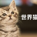 世界猫の日といってもバラバラです。欧州：2月17日、ロシア：3月1日、米国：10月29日なのに、何故8月8日？？