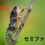 瀕死のセミのこと「セミファイナル」って言うらしいｗ