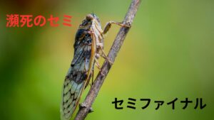 瀕死のセミのこと「セミファイナル」って言うらしいｗ