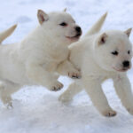 日本犬６種のひとつ、天然記念物の北海道犬が絶滅危機！