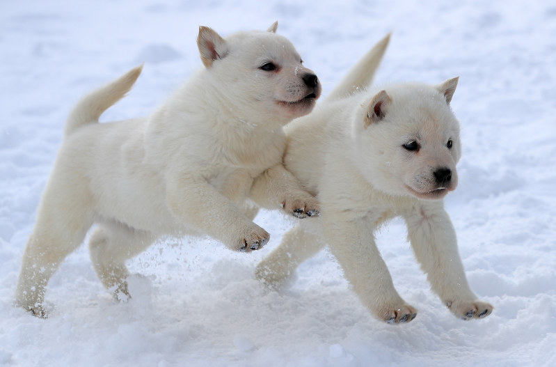 日本犬６種のひとつ、天然記念物の北海道犬が絶滅危機！