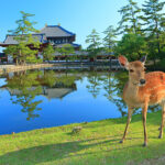 【NHK】またロケ中に重要文化財の一部破損させる。昨春も百済寺の一部破損や東大寺釘打ち事件も