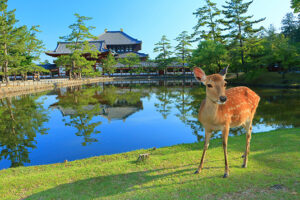 【NHK】またロケ中に重要文化財の一部破損させる。昨春も百済寺の一部破損や東大寺釘打ち事件も