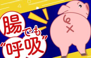 【イグ・ノーベル賞】お尻から呼吸する能力があることを発見した日本医科歯科大の武部貴則教授とは？