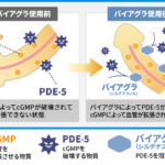 【バイアグラ】お前ら、勃起薬の効果舐めてるだろ。シリアスとの比較。アルツハイマーのリスク減る効果も