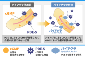 【バイアグラ】お前ら、勃起薬の効果舐めてるだろ。シリアスとの比較。アルツハイマーのリスク減る効果も