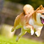 【MHWilds】【モンハンワイルズ】時間差で護石が実装される理由は？